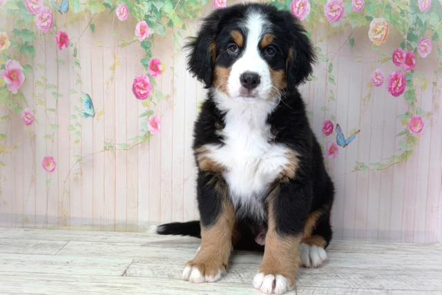 茨城県のバーニーズマウンテンドッグ (Coo&RIKU水戸店/2026年2月2日生まれ/男の子/ブラックラストホワイト)の子犬の1枚目の画像