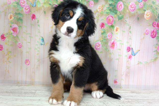茨城県のバーニーズマウンテンドッグ (Coo&RIKU水戸店/2026年2月2日生まれ/男の子/ブラックラストホワイト)の子犬の2枚目の画像