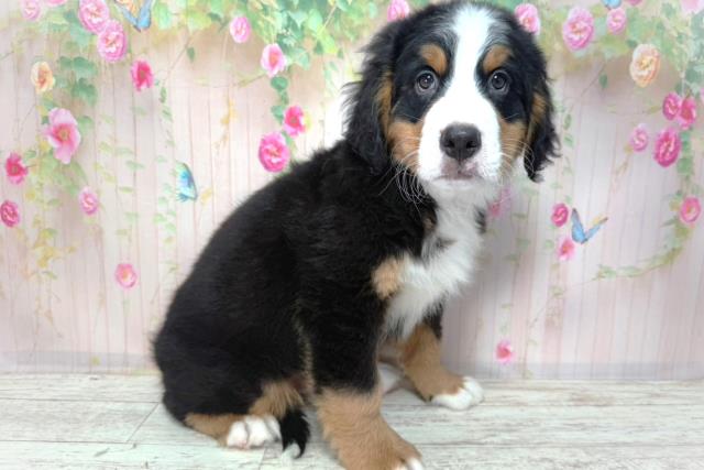 茨城県のバーニーズマウンテンドッグ (Coo&RIKU水戸店/2026年2月2日生まれ/男の子/ブラックラストホワイト)の子犬の3枚目の画像