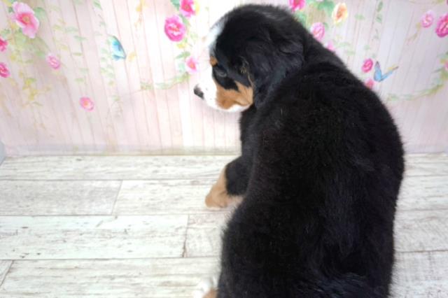 茨城県のバーニーズマウンテンドッグ (Coo&RIKU水戸店/2026年2月2日生まれ/男の子/ブラックラストホワイト)の子犬の4枚目の画像