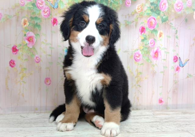 栃木県のバーニーズマウンテンドッグ (Coo&RIKUFKDインターパーク店/2026年2月2日生まれ/女の子/ブラックラストホワイト)の子犬の1枚目の画像