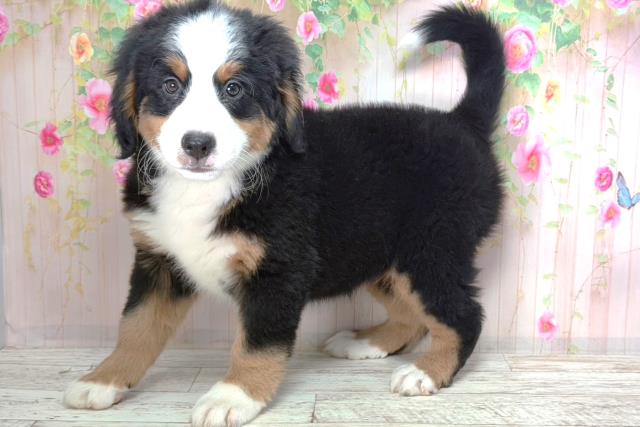 栃木県のバーニーズマウンテンドッグ (Coo&RIKUFKDインターパーク店/2026年2月2日生まれ/女の子/ブラックラストホワイト)の子犬の2枚目の画像