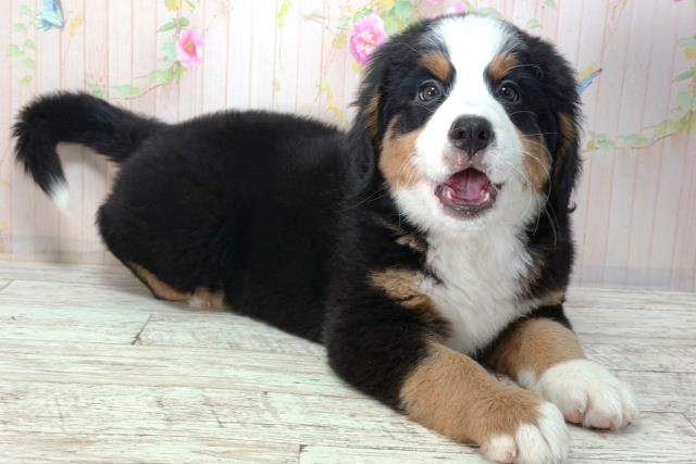 栃木県のバーニーズマウンテンドッグ (Coo&RIKUFKDインターパーク店/2026年2月2日生まれ/女の子/ブラックラストホワイト)の子犬の3枚目の画像