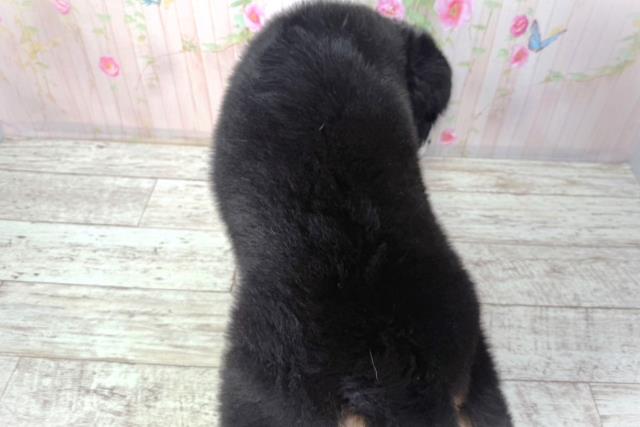 栃木県のバーニーズマウンテンドッグ (Coo&RIKUFKDインターパーク店/2026年2月2日生まれ/女の子/ブラックラストホワイト)の子犬の4枚目の画像