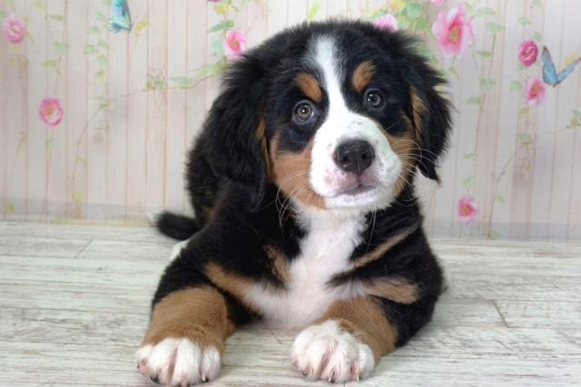 北海道のバーニーズマウンテンドッグ (Coo&RIKU札幌西店/2026年2月2日生まれ/女の子/ブラックラストホワイト)の子犬