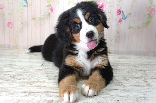 北海道のバーニーズマウンテンドッグ (Coo&RIKU帯広店/2026年2月2日生まれ/女の子/ブラックラストホワイト)の子犬の1枚目の画像