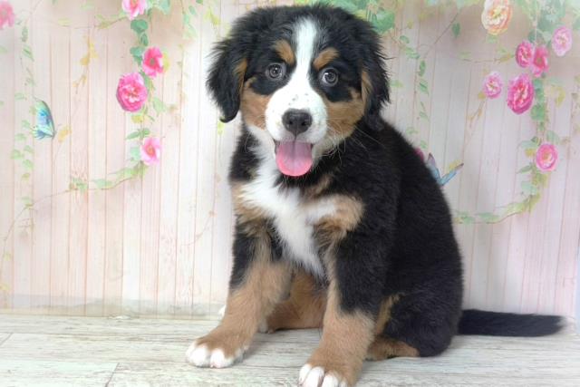 北海道のバーニーズマウンテンドッグ (Coo&RIKU帯広店/2026年2月2日生まれ/女の子/ブラックラストホワイト)の子犬の2枚目の画像