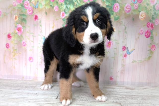北海道のバーニーズマウンテンドッグ (Coo&RIKU帯広店/2026年2月2日生まれ/女の子/ブラックラストホワイト)の子犬の3枚目の画像