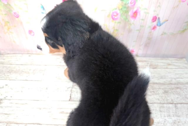 北海道のバーニーズマウンテンドッグ (Coo&RIKU帯広店/2026年2月2日生まれ/女の子/ブラックラストホワイト)の子犬の4枚目の画像