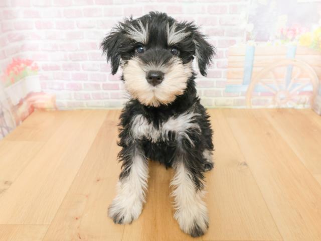 ミニチュア・シュナウザー