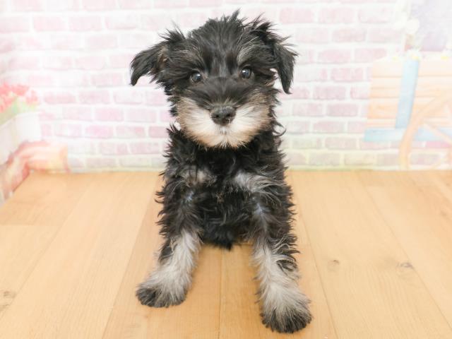 岩手県のミニチュアシュナウザー (Coo&RIKU一関店/2026年2月2日生まれ/男の子/ブラックシルバー)の子犬の1枚目の画像