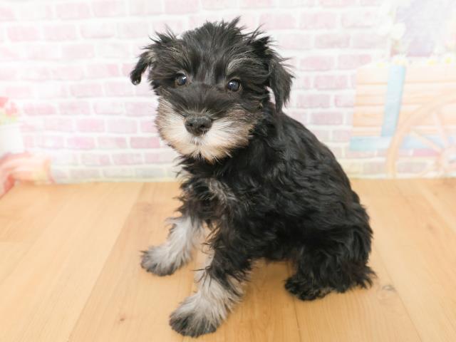 岩手県のミニチュアシュナウザー (Coo&RIKU一関店/2026年2月2日生まれ/男の子/ブラックシルバー)の子犬の2枚目の画像