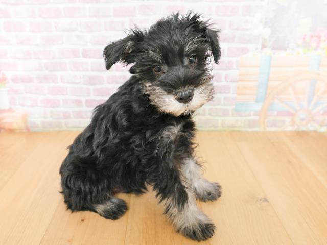 岩手県のミニチュアシュナウザー (Coo&RIKU一関店/2026年2月2日生まれ/男の子/ブラックシルバー)の子犬の3枚目の画像