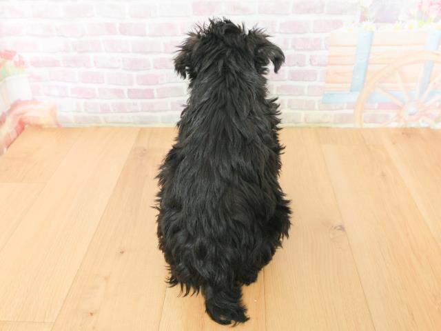 岩手県のミニチュアシュナウザー (Coo&RIKU一関店/2026年2月2日生まれ/男の子/ブラックシルバー)の子犬の4枚目の画像