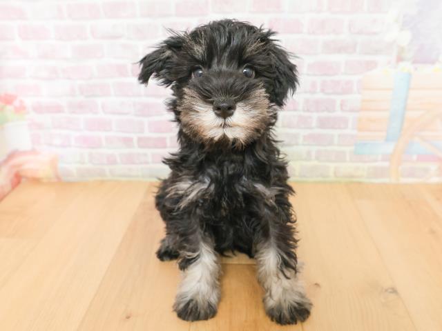 山形県のミニチュアシュナウザー (Coo&RIKU山形店/2026年2月2日生まれ/男の子/ブラックシルバー)の子犬