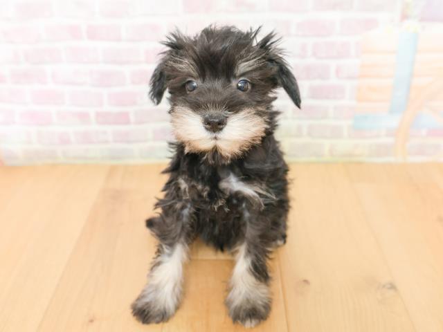 福島県のミニチュアシュナウザー (Coo&RIKUいわき店/2026年2月2日生まれ/男の子/ブラックシルバー)の子犬