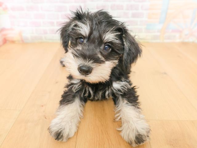 青森県のミニチュアシュナウザー (Coo&RIKU八戸店/2026年2月2日生まれ/女の子/ブラックシルバー)の子犬