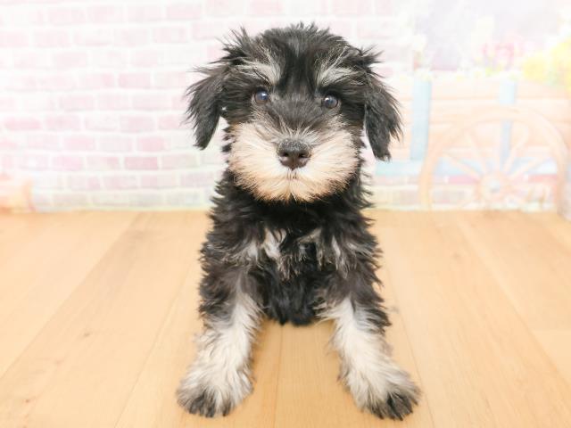 ミニチュア・シュナウザー