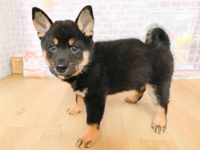 宮城県の柴犬(標準サイズ) (Coo&RIKU仙台太白店/2026年2月2日生まれ/男の子/黒)の子犬の2枚目の画像