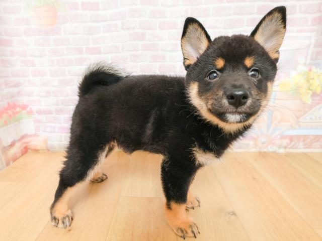 宮城県の柴犬(標準サイズ) (Coo&RIKU仙台太白店/2026年2月2日生まれ/男の子/黒)の子犬の3枚目の画像