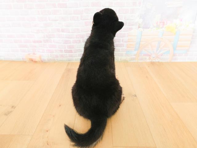 宮城県の柴犬(標準サイズ) (Coo&RIKU仙台太白店/2026年2月2日生まれ/男の子/黒)の子犬の4枚目の画像