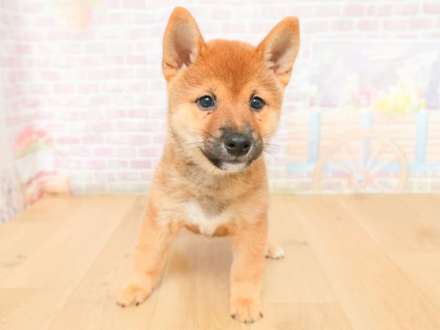 岩手県の柴犬(標準サイズ) (Coo&RIKU岩手盛岡店/2026年2月2日生まれ/男の子/赤)の子犬