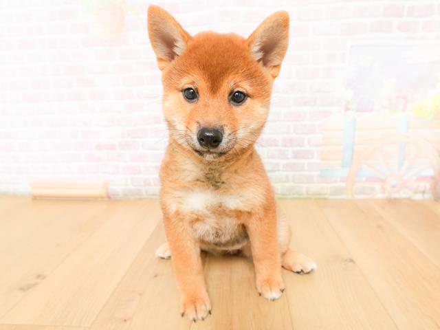 宮城県の柴犬(標準サイズ) (Coo&RIKUイオンタウン古川店/2026年2月2日生まれ/女の子/赤)の子犬