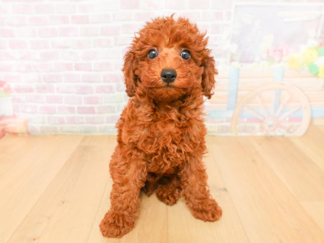 青森県のトイプードル(トイ) (Coo&RIKU八戸店/2026年2月2日生まれ/男の子/レッド)の子犬の1枚目の画像