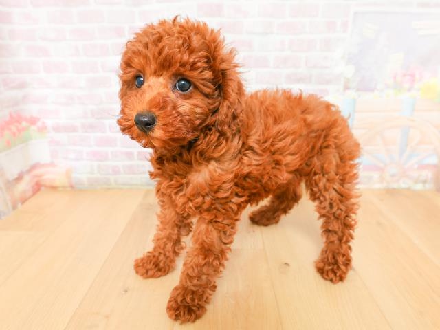 青森県のトイプードル(トイ) (Coo&RIKU八戸店/2026年2月2日生まれ/男の子/レッド)の子犬の2枚目の画像