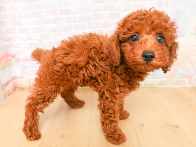 青森県のトイプードル(トイ) (Coo&RIKU八戸店/2026年2月2日生まれ/男の子/レッド)の子犬の3枚目の画像