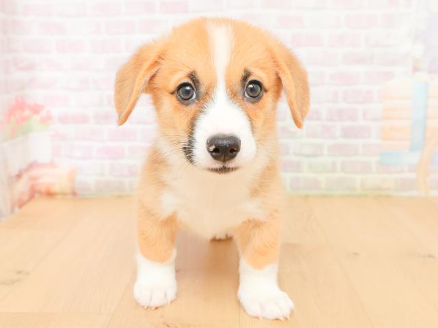 ウェルシュ・コーギー・ペンブローク