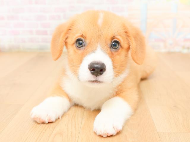 岩手県のウェルシュコーギーペンブローク (Coo&RIKU岩手盛岡店/2026年2月2日生まれ/男の子/レッドホワイト)の子犬の1枚目の画像