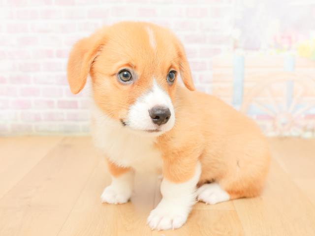 岩手県のウェルシュコーギーペンブローク (Coo&RIKU岩手盛岡店/2026年2月2日生まれ/男の子/レッドホワイト)の子犬の2枚目の画像