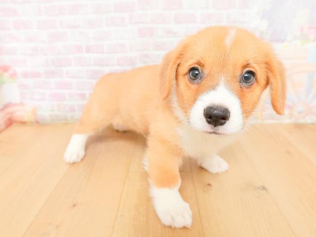 岩手県のウェルシュコーギーペンブローク (Coo&RIKU岩手盛岡店/2026年2月2日生まれ/男の子/レッドホワイト)の子犬の3枚目の画像