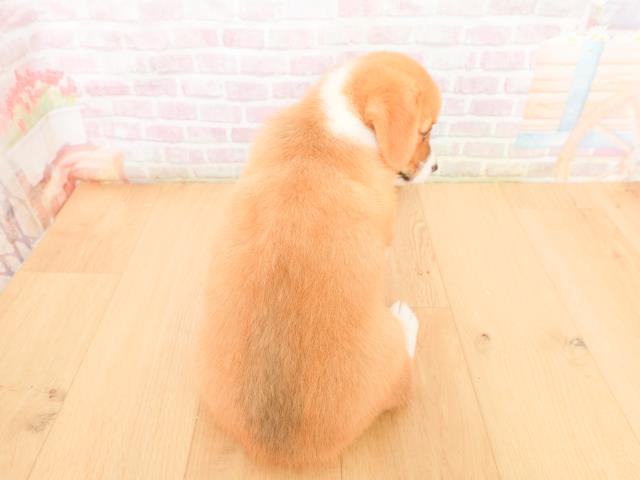 岩手県のウェルシュコーギーペンブローク (Coo&RIKU岩手盛岡店/2026年2月2日生まれ/男の子/レッドホワイト)の子犬の4枚目の画像