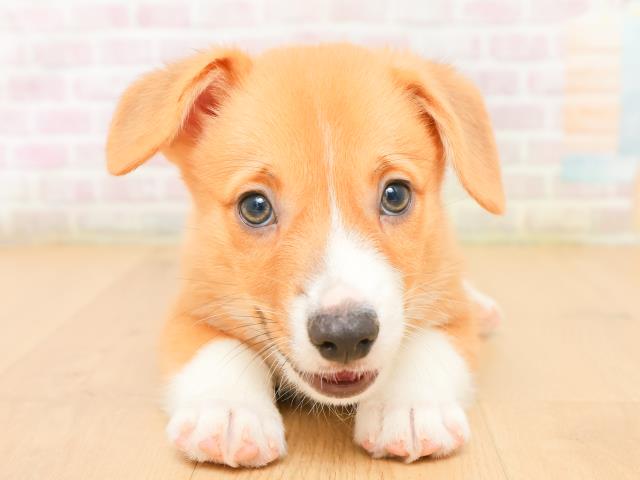 福島県のウェルシュコーギーペンブローク (Coo&RIKUいわき店/2026年2月2日生まれ/男の子/レッドホワイト)の子犬の1枚目の画像