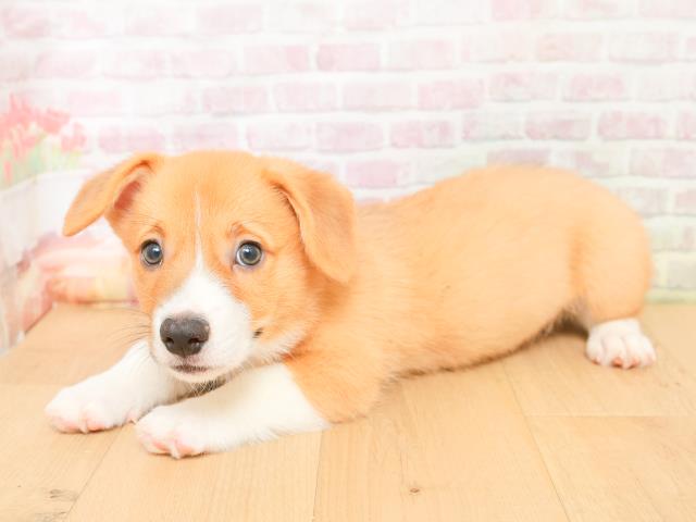 福島県のウェルシュコーギーペンブローク (Coo&RIKUいわき店/2026年2月2日生まれ/男の子/レッドホワイト)の子犬の2枚目の画像