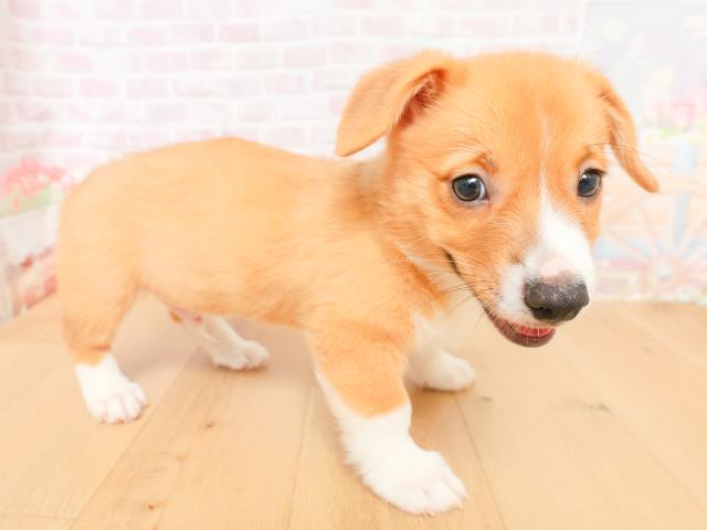 福島県のウェルシュコーギーペンブローク (Coo&RIKUいわき店/2026年2月2日生まれ/男の子/レッドホワイト)の子犬の3枚目の画像