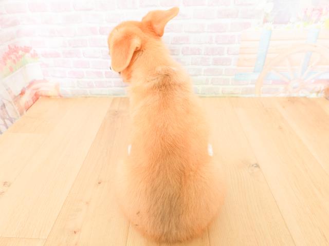 福島県のウェルシュコーギーペンブローク (Coo&RIKUいわき店/2026年2月2日生まれ/男の子/レッドホワイト)の子犬の4枚目の画像