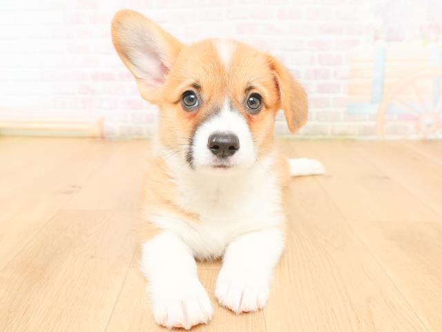 岩手県のウェルシュコーギーペンブローク (Coo&RIKU岩手盛岡店/2026年2月2日生まれ/女の子/レッドホワイト)の子犬の1枚目の画像