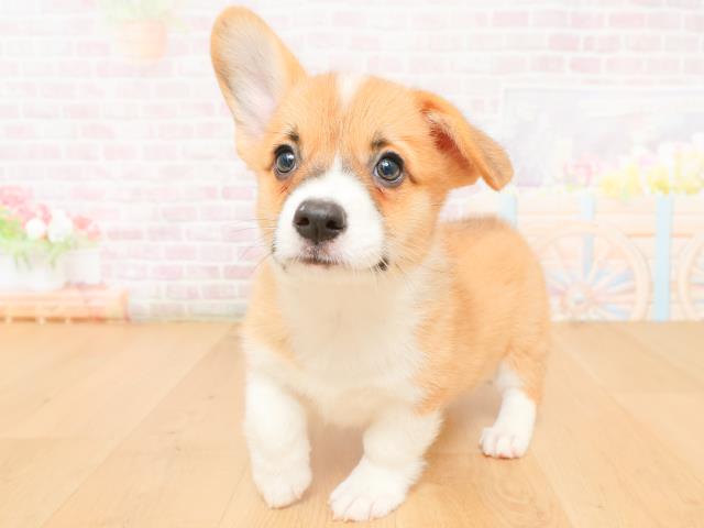 岩手県のウェルシュコーギーペンブローク (Coo&RIKU岩手盛岡店/2026年2月2日生まれ/女の子/レッドホワイト)の子犬の2枚目の画像