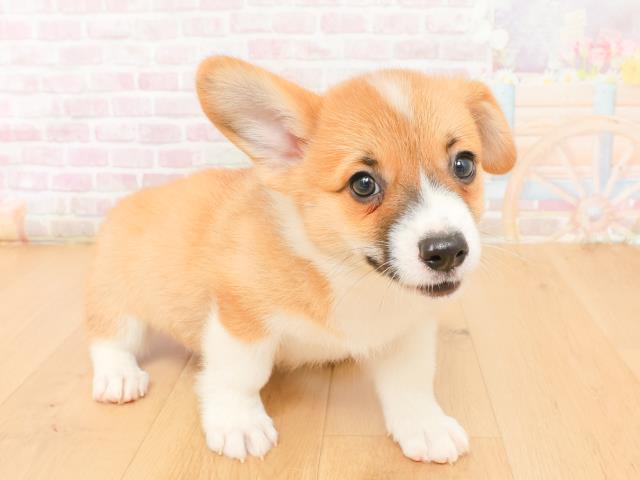 岩手県のウェルシュコーギーペンブローク (Coo&RIKU岩手盛岡店/2026年2月2日生まれ/女の子/レッドホワイト)の子犬の3枚目の画像