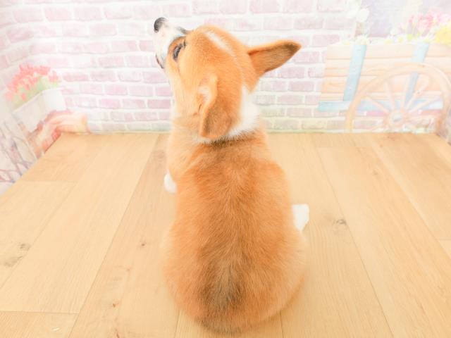 岩手県のウェルシュコーギーペンブローク (Coo&RIKU岩手盛岡店/2026年2月2日生まれ/女の子/レッドホワイト)の子犬の4枚目の画像