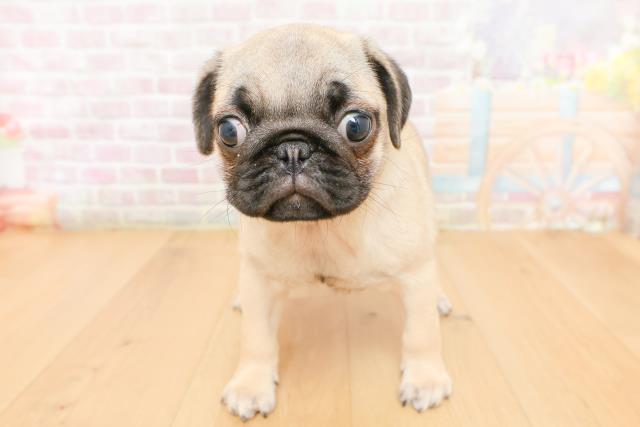 宮城県のパグ (Coo&RIKU仙台太白店/2026年2月2日生まれ/女の子/フォーン)の子犬の1枚目の画像