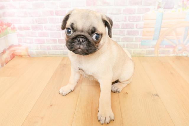 宮城県のパグ (Coo&RIKU仙台太白店/2026年2月2日生まれ/女の子/フォーン)の子犬の2枚目の画像