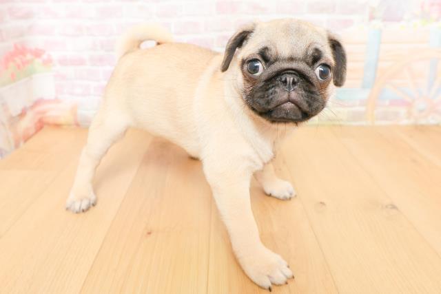 宮城県のパグ (Coo&RIKU仙台太白店/2026年2月2日生まれ/女の子/フォーン)の子犬の3枚目の画像