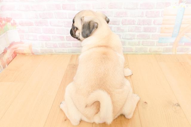 宮城県のパグ (Coo&RIKU仙台太白店/2026年2月2日生まれ/女の子/フォーン)の子犬の4枚目の画像