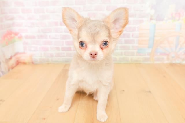 宮城県のチワワ(ロング) (Coo&RIKU仙台太白店/2026年2月3日生まれ/男の子/イザベラタンホワイト)の子犬の1枚目の画像