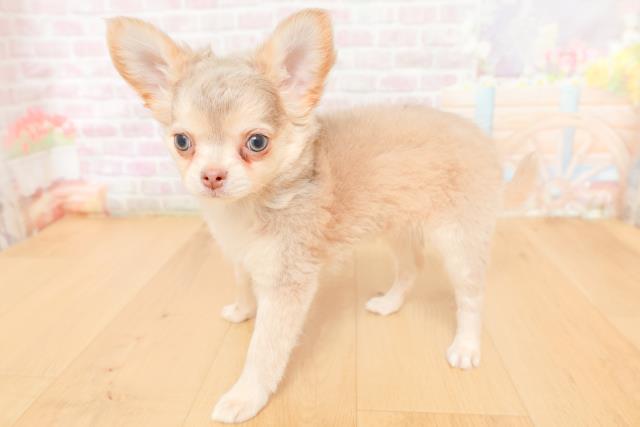 宮城県のチワワ(ロング) (Coo&RIKU仙台太白店/2026年2月3日生まれ/男の子/イザベラタンホワイト)の子犬の2枚目の画像