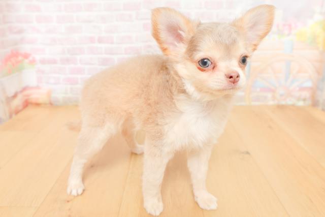 宮城県のチワワ(ロング) (Coo&RIKU仙台太白店/2026年2月3日生まれ/男の子/イザベラタンホワイト)の子犬の3枚目の画像